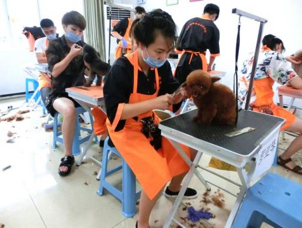 学习宠物美容培训要哪些费用
