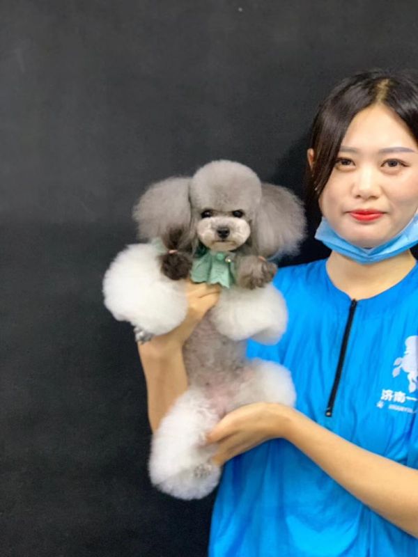 宠物美容师月薪多少钱（宠物美容师基本工资）