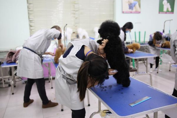宠物美容师月薪多少钱（宠物美容师基本工资）