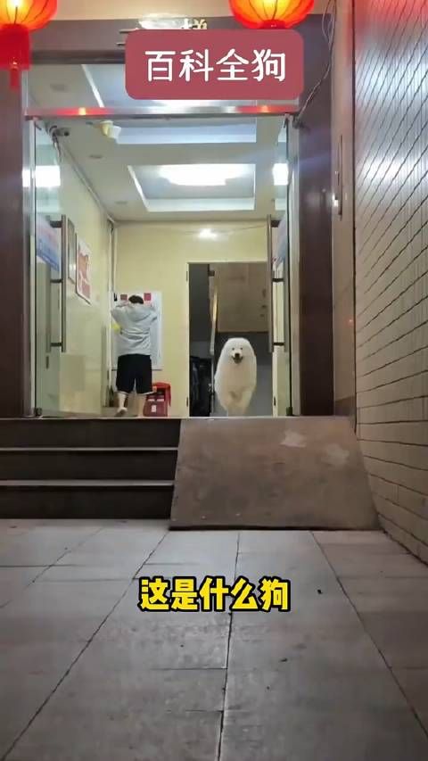 全网最全狗狗品种图鉴!你认识几种?