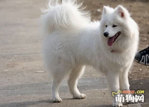 幼犬养育完全手册