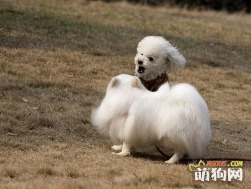幼犬养育完全手册
