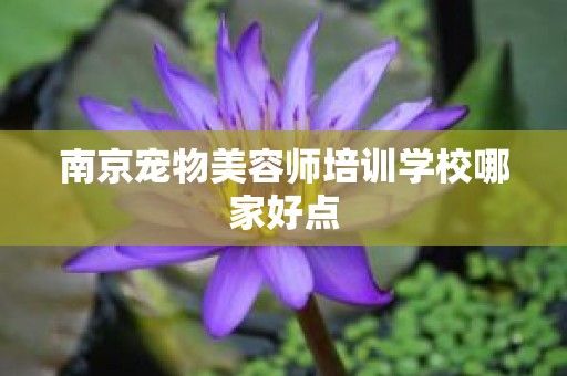 南京宠物美容师培训学校哪家好点