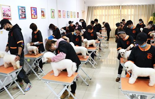 南京宠物美容/医师培训,正规宠物店推荐!