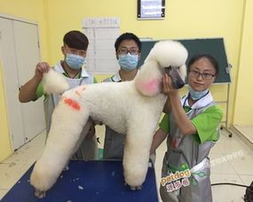 南京宠物美容/医师培训,正规宠物店推荐!