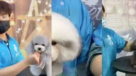 南京宠物美容培训，培养专业宠物美容师