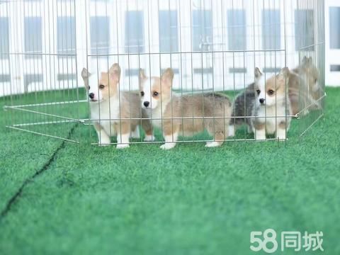 广州市花都区花山十月宠物店（个体工商户）·幼犬纯种阿拉斯加萨摩耶哈士奇拉布拉多金毛泰迪比熊博美边牧雪纳瑞柴犬柯基