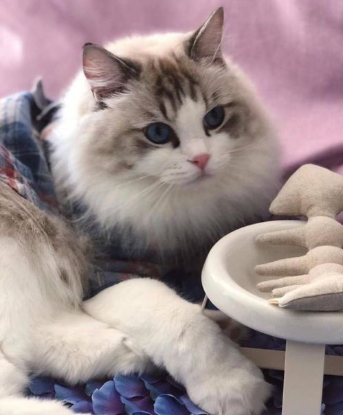 新手养猫必看：如何呵护新生小猫