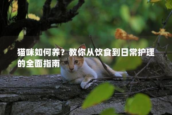 猫咪如何养？教你从饮食到日常护理的全面指南