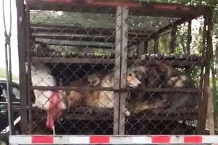 孕期宠物需悉心照料