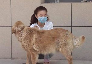 孕期宠物需悉心照料