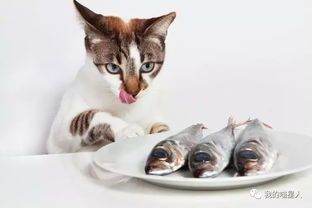 猫的辅食能吃什么鱼