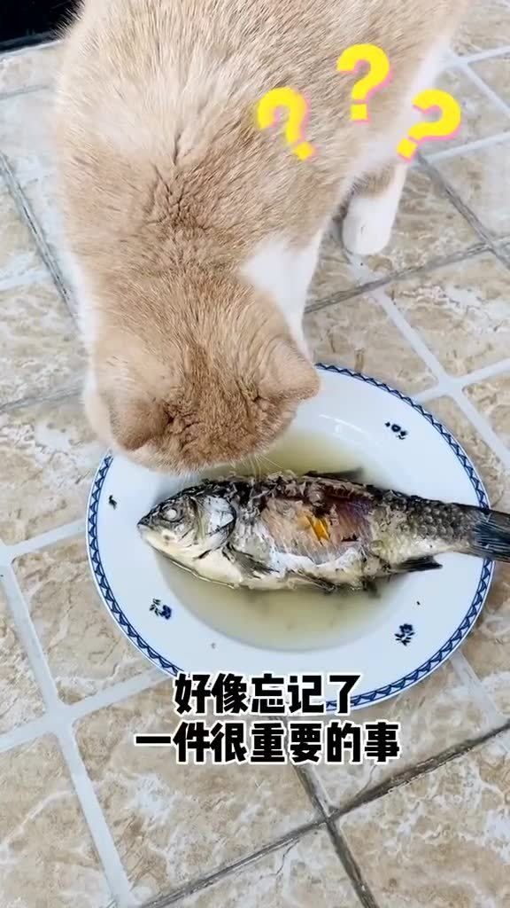 猫的辅食能吃什么鱼