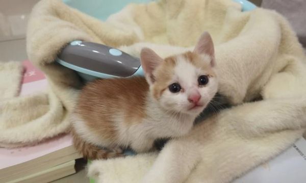 为什么我的宠物猫咪没有精神（探寻猫咪精神不振的原因及解决方法）