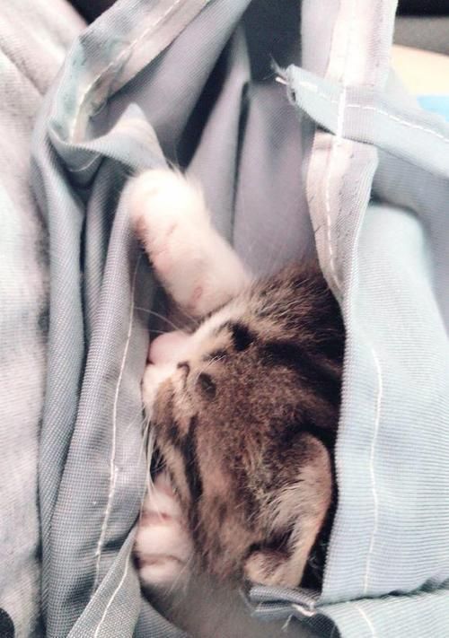 为什么我的宠物猫咪没有精神（探寻猫咪精神不振的原因及解决方法）
