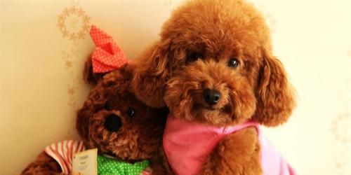 怎么处理宠物泰迪犬身上的跳蚤？（宠物泰迪犬身上的跳蚤如何预防和治疗？）