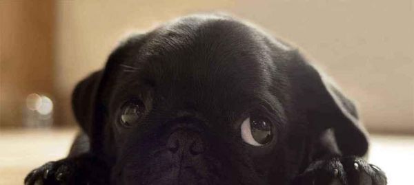 拯救你的宠物——拘偻病的治疗方法（以松狮犬为例，了解如何预防和治疗拘偻病）