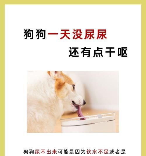狗狗的尿液异常问题（探究狗狗尿液异常的原因和解决方法）