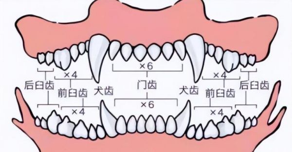 狗狗年龄转换（狗狗1岁不等于人类7岁，真相原来是……）