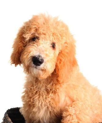 贵宾犬身体状况关注指南（如何以时刻关注宠物身体状况？——贵宾犬主人必读的健康养护技巧）