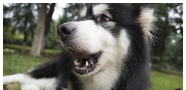 掌握这些鉴别要点，你就能轻松辨识圣伯纳犬！（以宠物为主，为你详细介绍圣伯纳犬的特征和鉴别方法。）