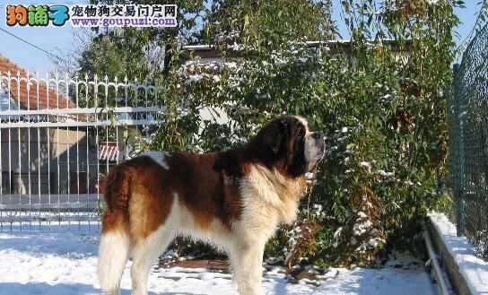 关于圣伯纳犬繁殖的注意事项（如何确保繁殖的安全和成功）