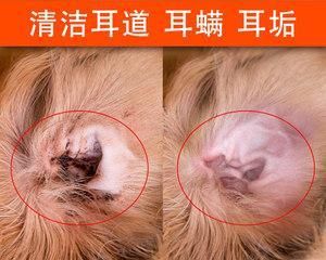 怎么处理宠物泰迪耳朵有耳螨？（掌握正确的清洁和预防方法，宠物更健康）