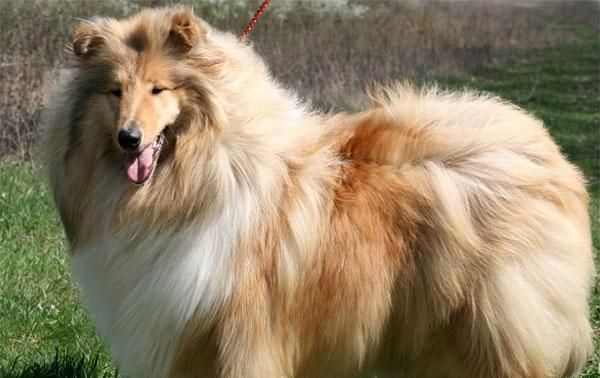 苏格兰牧羊犬美容技巧（让你的宠物更美丽）