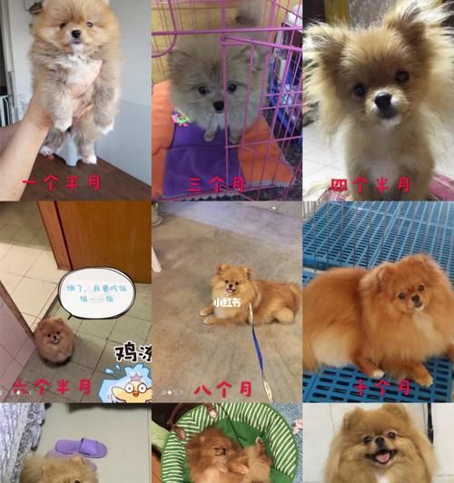 狗狗的尴尬期（为什么所有狗狗都会经历尴尬期？如何应对？）
