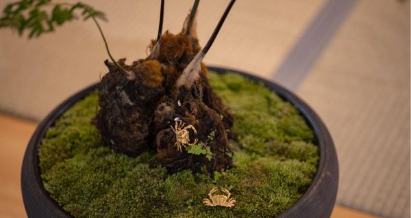 小心！这些植物对狗狗有毒（了解这些植物，保护你的宠物安全）