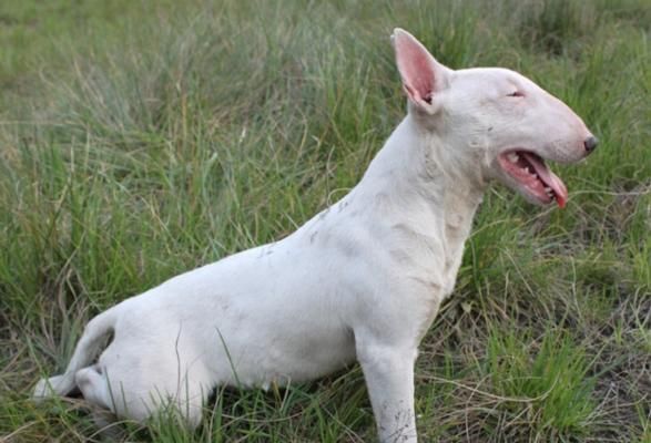 饲养牛头梗犬的注意事项（宠物狗的健康与幸福需你呵护）