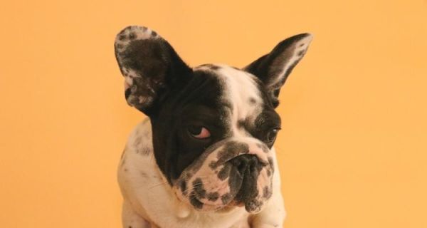 如何为饲养斗牛犬做好准备（宠物爱好者必看，了解斗牛犬饲养的必备知识）