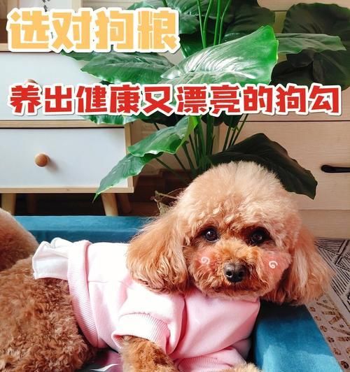狗狗健康自检指南（如何给宠物进行健康自检，从眼睛到脚丫，全面照顾你的爱犬）