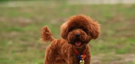 贵宾犬疫苗注射必要性剖析（为什么我们需要为贵宾犬注射疫苗？）