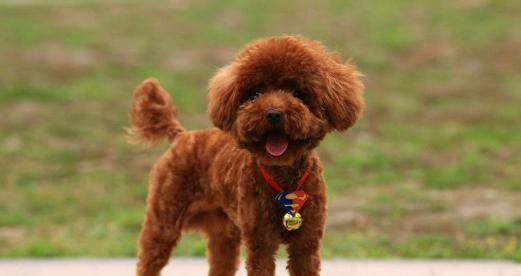 维生素对贵宾犬的重要性（保持健康的关键！贵宾犬需要充足的维生素）