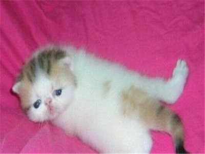 猫咪宠物驱虫药哪种好?