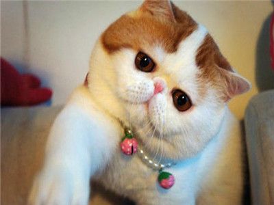 猫咪宠物驱虫药怎么吃?