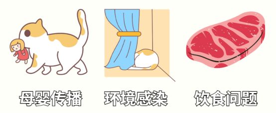 猫咪体内驱虫