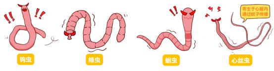 猫咪体内寄生虫