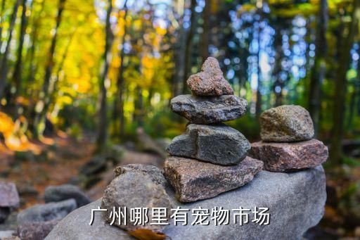 广州哪里有宠物市场