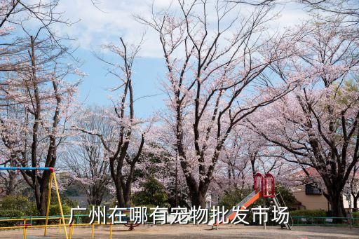广州在哪有宠物批发市场