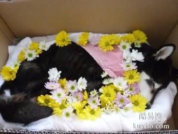 长春德惠猫咪火葬价格美丽