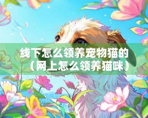 线下怎么领养宠物猫的（网上怎么领养猫咪）