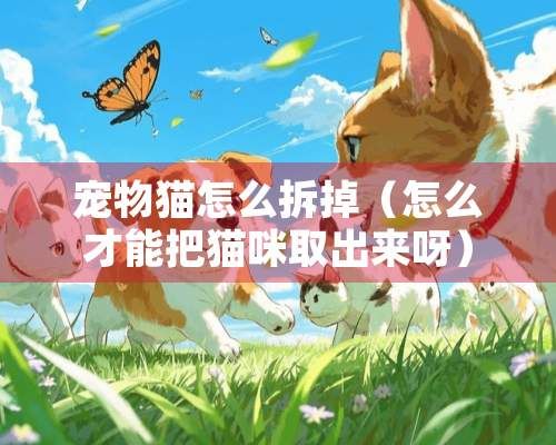 宠物猫怎么拆掉（怎么才能把猫咪取出来呀）