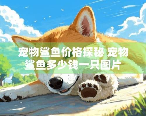 宠物鲨鱼价格探秘 宠物鲨鱼多少钱一只图片