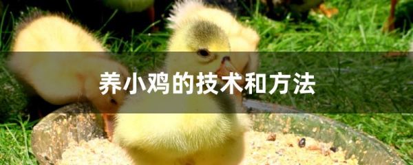 养小鸡的技术和方法
