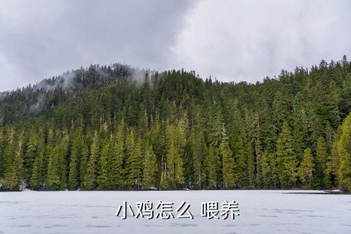  小鸡怎么 喂养