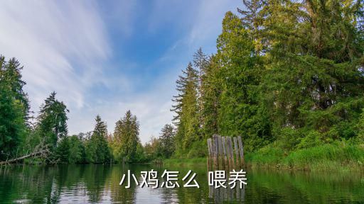  小鸡怎么 喂养