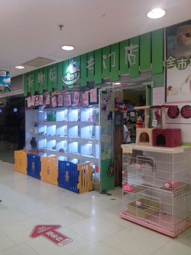 燕郊宠物兔,燕郊宠物兔子市场在哪