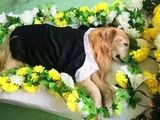 汕头潮阳动物无害化处理中心